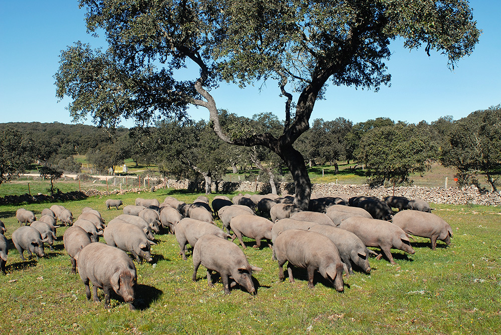 Villa Nueva de CordobaCerdo Iberico20 Marzo 2007Foto Bruno Rascao